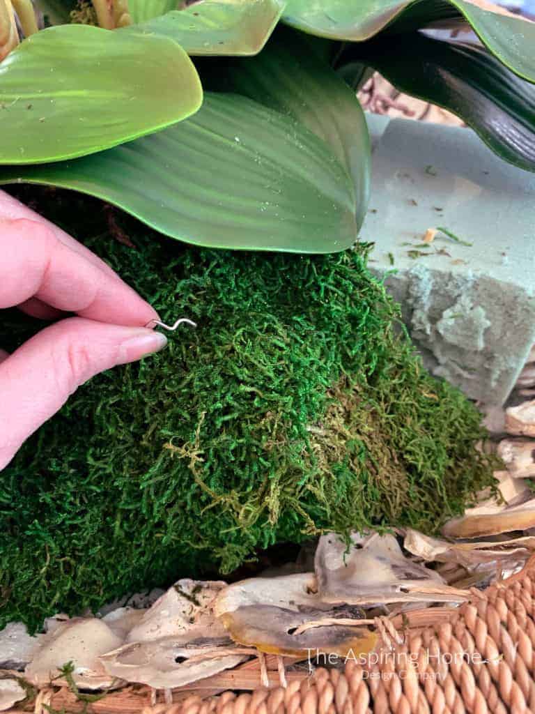 secure moss with U pin in easy diy orchid arrangement